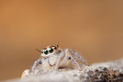 Close-up of jumping spider on rock