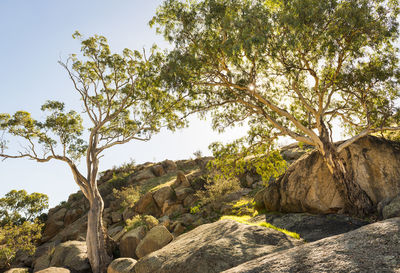 Low angle view of rock formation amidst trees against sky