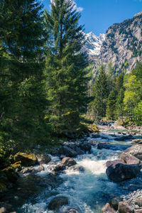 Scenic view of stream flowing through rocks in forest