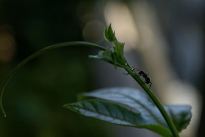 Close-up of plant