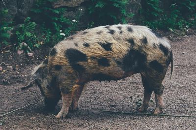 Side view of a hog on field