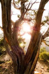 Trees growing in forest against sky