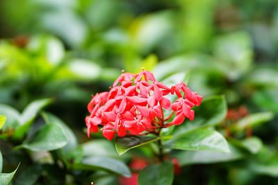 Close-up of red rose flower