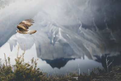 View of bird flying over lake against mountains