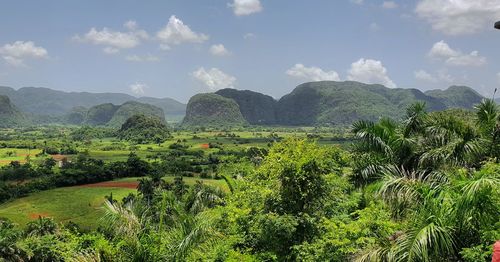 Plants growing on field against sky