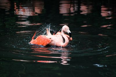 Duck swimming in a lake