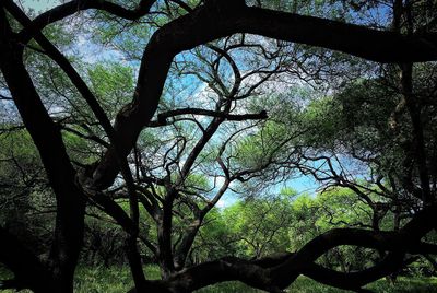 Low angle view of trees in forest