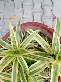 High angle view of potted plant