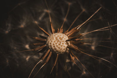 macro photography