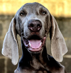 Close-up portrait of a dog