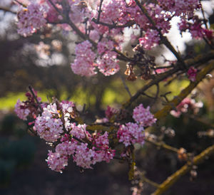 Close-up of pink cherry blossom