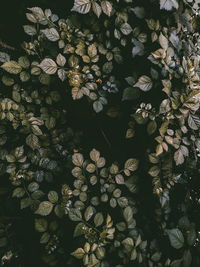 Full frame shot of water lily leaves