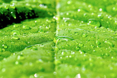 Full frame shot of wet leaf