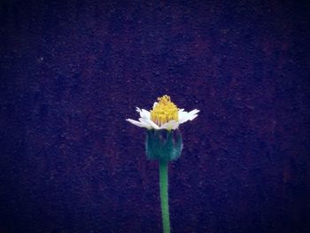 Close-up of yellow flower in front of plant