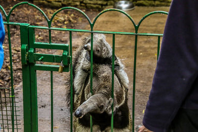 View of metal fence in zoo