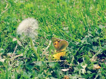 View of grassy field