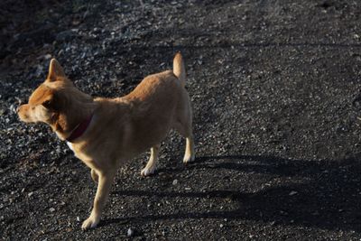 Dog looking away