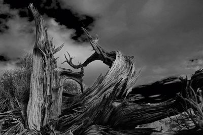 Dead tree against cloudy sky