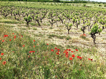 Plants growing on field