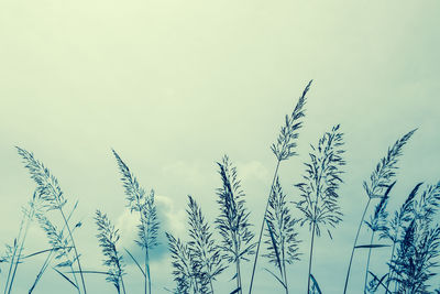 Low angle view of stalks against sky