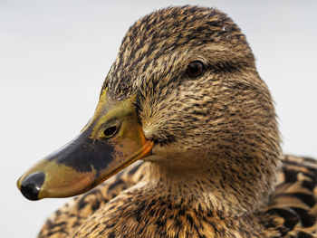 Close-up of a bird