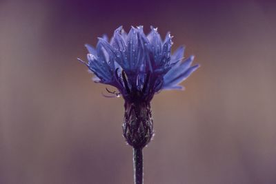 Close-up of purple flower