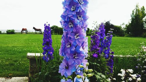 Close-up of purple flowers blooming in field