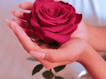 Close-up of hand holding rose