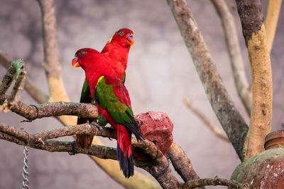 Close-up of parrots perching on branch