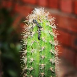 Close-up of prickly pear cactus