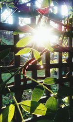 Sun shining through trees