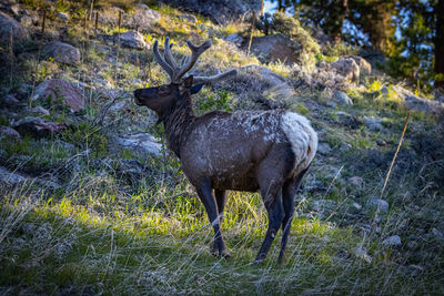 Stunning animals across the rocky mountain national park