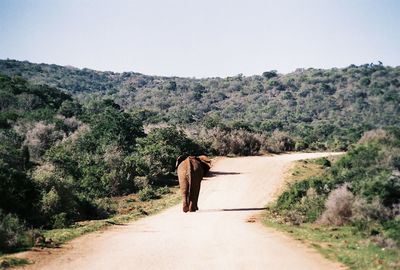Rear view of elephant walking on road amidst trees