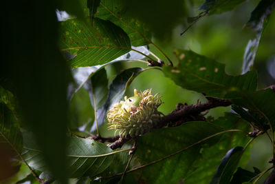 Close-up of flowering plant