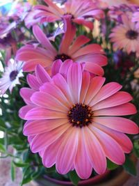 Close-up of pink flower blooming outdoors
