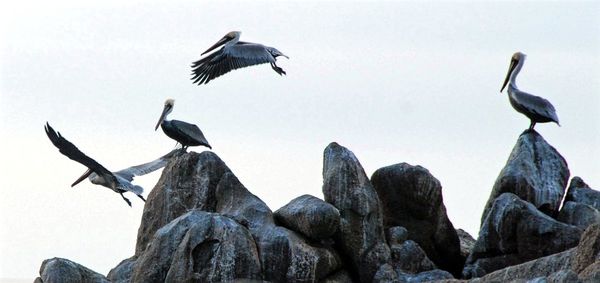 Low angle view of birds flying against sky