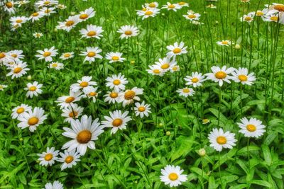 Full frame shot of white daisy blooming in park