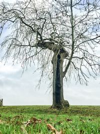 Tree on field against sky