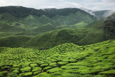 Scenic view of tea field at cameron valley