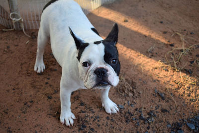 High angle view of dog standing on ground