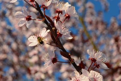 Close-up of cherry blossoms in spring