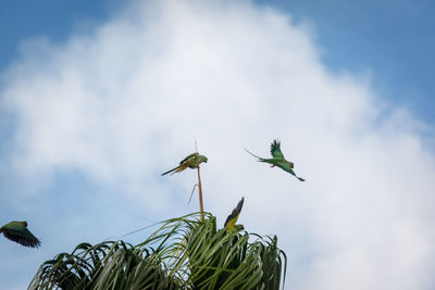 Low angle view of plant against sky