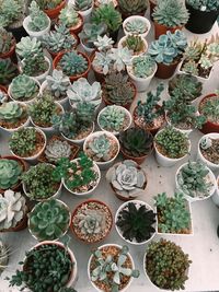 High angle view of potted plants on table