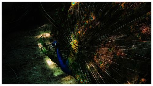 High angle view of a bird on a tree