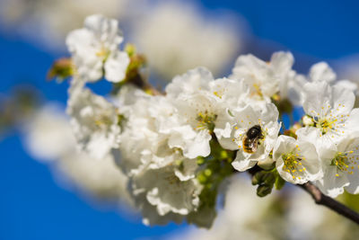 Close-up of bee on white flower