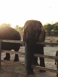 Low angle view of elephant