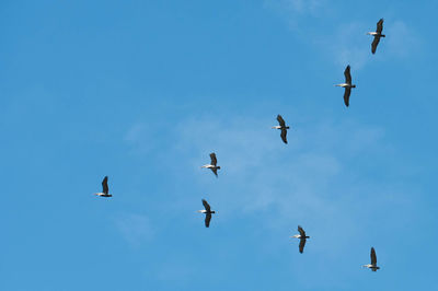 Low angle view of birds flying against blue sky
