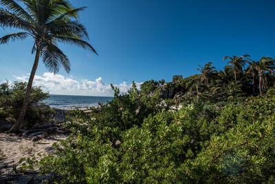 Palm trees by sea against sky