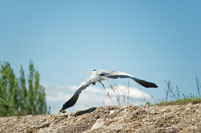 Close-up of seagull flying over field against clear sky