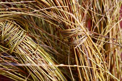 Close-up of dry plants